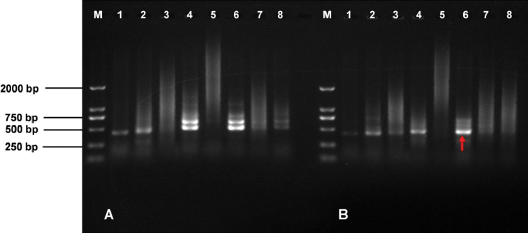 Cloning and preliminary verification of telomere-associated sequences in upland cotton.