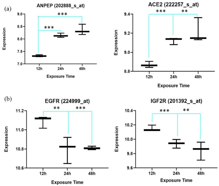 In vitro analysis of the renin-angiotensin system and inflammatory gene transcripts in human bronchial epithelial cells after infection with severe acute respiratory syndrome coronavirus.