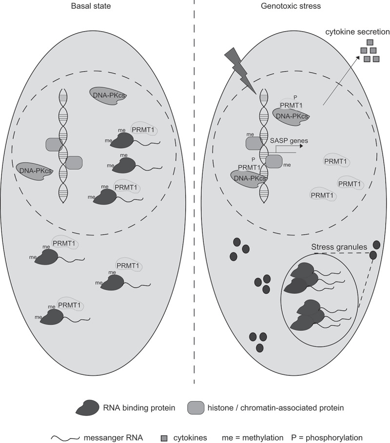 Dual role of PRMT1-dependent arginine methylation in cellular responses to genotoxic stress.
