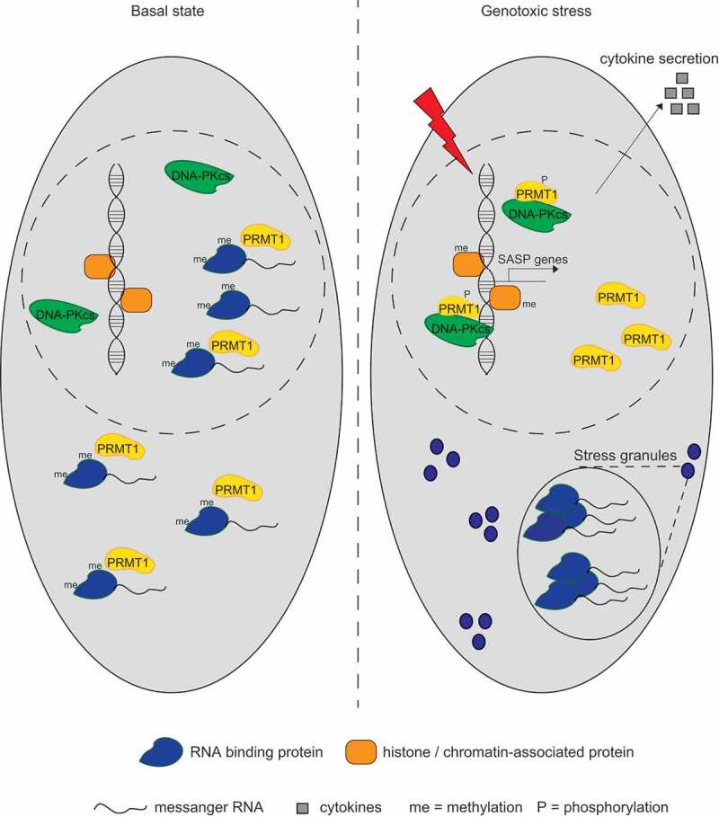 Dual role of PRMT1-dependent arginine methylation in cellular responses to genotoxic stress.