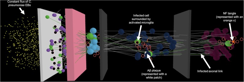 An agent-based model to investigate microbial initiation of Alzheimer's via the olfactory system.