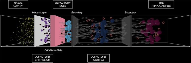 An agent-based model to investigate microbial initiation of Alzheimer's via the olfactory system.