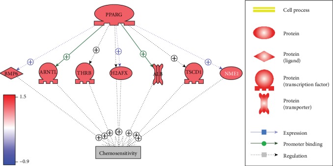 <i>Pparg</i> may Promote Chemosensitivity of Hypopharyngeal Squamous Cell Carcinoma.