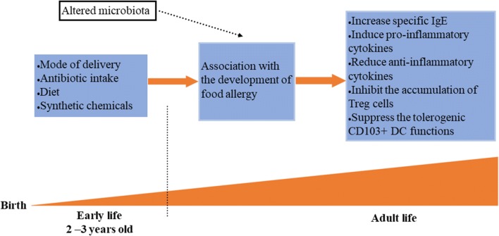 The gut microbiota, environmental factors, and links to the development of food allergy.