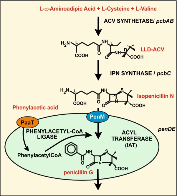 Transport systems, intracellular traffic of intermediates and secretion of β-lactam antibiotics in fungi.