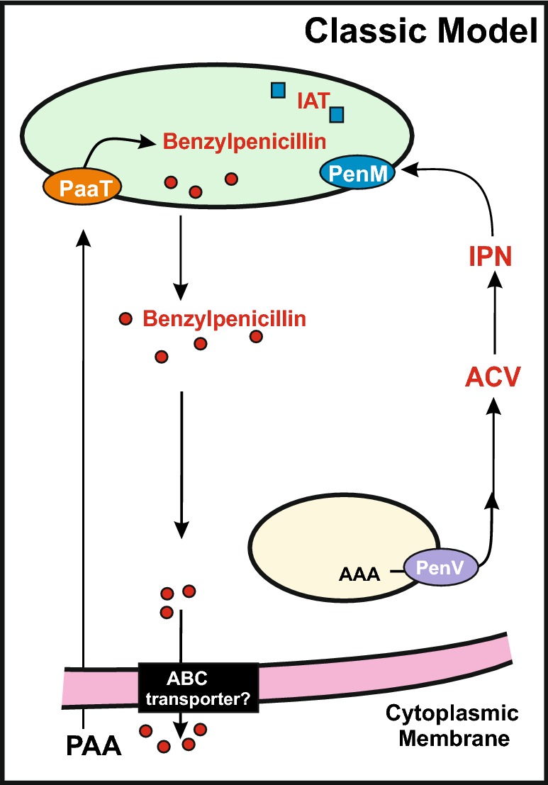 Transport systems, intracellular traffic of intermediates and secretion of β-lactam antibiotics in fungi.