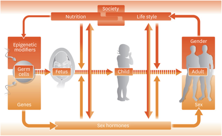 Sex and Gender Differences in Heart Failure.