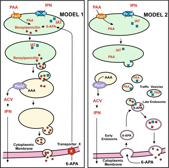 Transport systems, intracellular traffic of intermediates and secretion of β-lactam antibiotics in fungi.