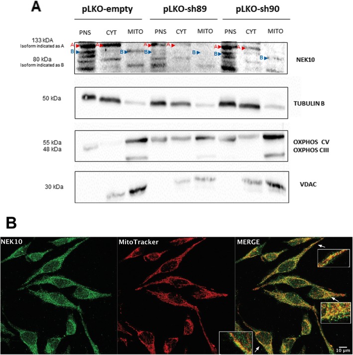 NEK10 interactome and depletion reveal new roles in mitochondria.