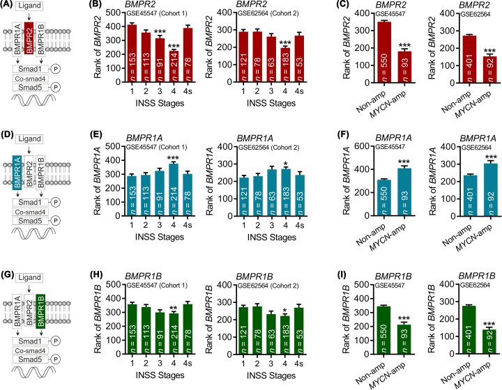 Association of distinct type 1 bone morphogenetic protein receptors with different molecular pathways and survival outcomes in neuroblastoma.