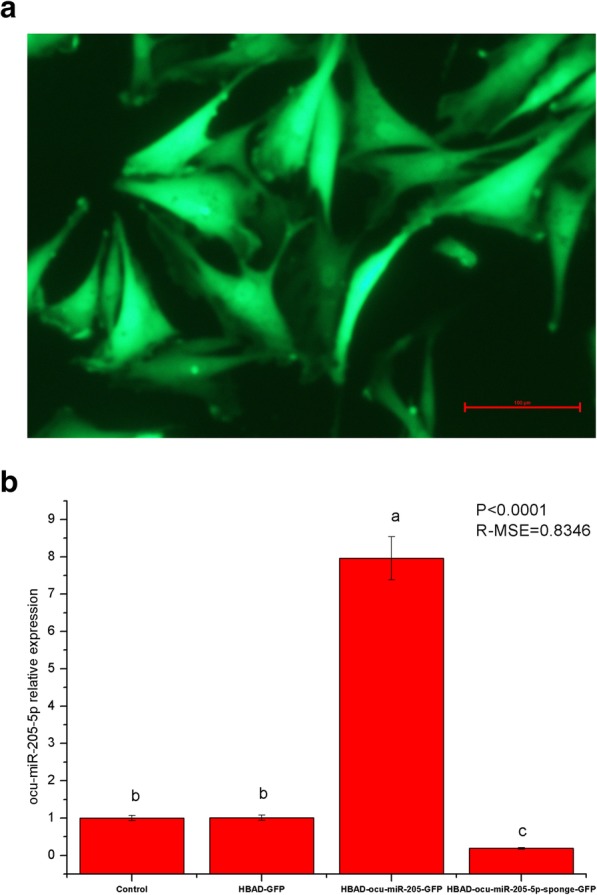 The functions of ocu-miR-205 in regulating hair follicle development in Rex rabbits.