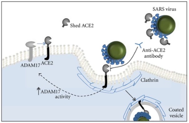 The Renin-Angiotensin system and SARS-CoV-2 infection: A role for the ACE2 receptor?