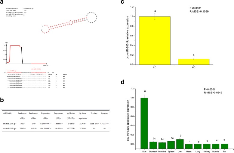 The functions of ocu-miR-205 in regulating hair follicle development in Rex rabbits.