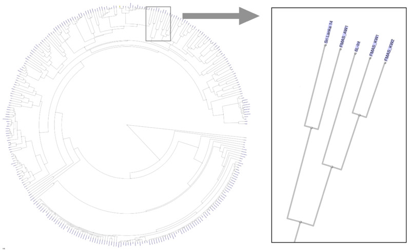 Complete Genome Sequence of <i>Leptospira interrogans</i> Strains FMAS_KW1, FMAS_KW2 and FMAS_AW1 Isolated from Leptospirosis Patients from Karawanalla and Awissawella, Sri Lanka.