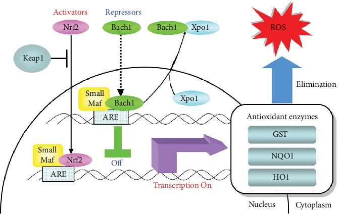 N-Acetyl Cysteine as an Adjunct in the Treatment of Tuberculosis.