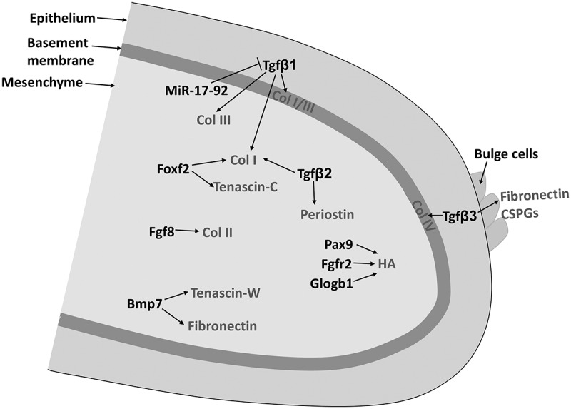 Extracellular Matrix Remodeling During Palate Development.