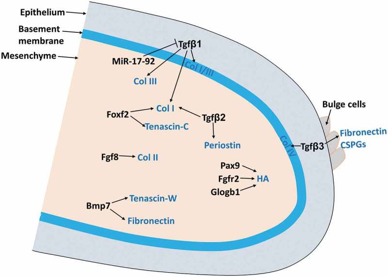 Extracellular Matrix Remodeling During Palate Development.