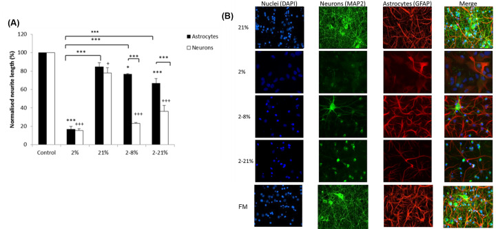 Cortical cells are altered by factors including bone morphogenetic protein released from a placental barrier model under altered oxygenation.