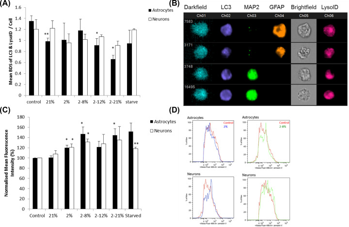 Cortical cells are altered by factors including bone morphogenetic protein released from a placental barrier model under altered oxygenation.