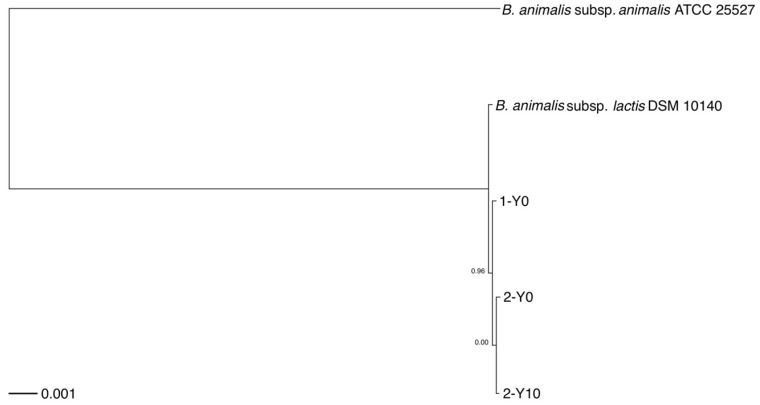 Draft Genome Sequences of <i>Bifidobacterium animalis</i> Consecutively Isolated from Healthy Japanese Individuals.