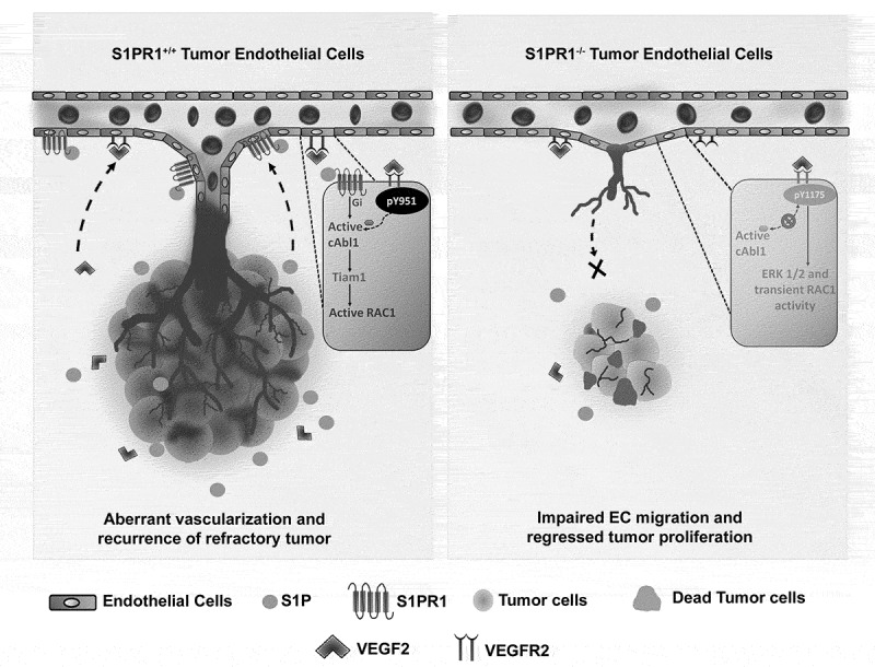 S1PR1 and VEGFR2 - a synergy that promotes tumor angiogenesis?
