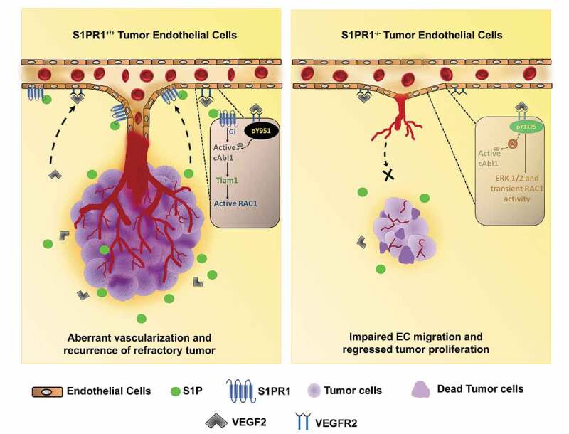 S1PR1 and VEGFR2 - a synergy that promotes tumor angiogenesis?