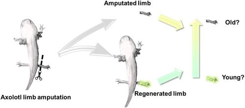 How can aging be reversed? Exploring rejuvenation from a damage-based perspective