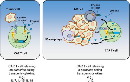 TRUCKS, the fourth-generation CAR T cells: Current developments and clinical translation