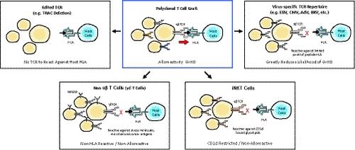 Toward “off-the-shelf” allogeneic CAR T cells