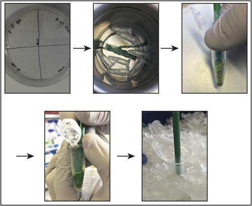 Blue Native Polyacrylamide Gel Electrophoresis (BN-PAGE) for the Analysis of Protein Oligomers in Plants