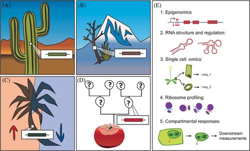 Climate change shapes the future evolution of plant metabolism