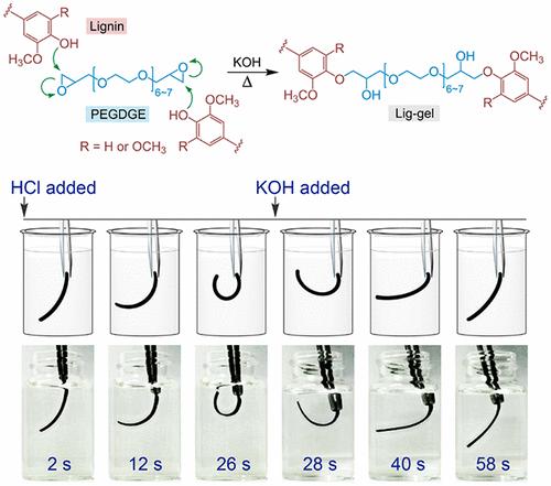 All-Lignin-Based Hydrogel with Fast pH-Stimuli Responsiveness for Mechanical Switching and Actuation