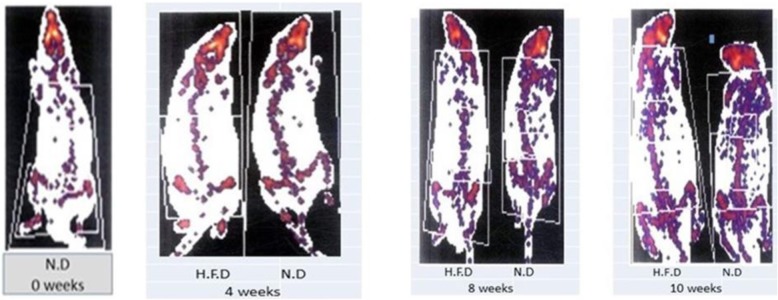 Expression profiling and analysis of some miRNAs in subcutaneous white adipose tissue during development of obesity.