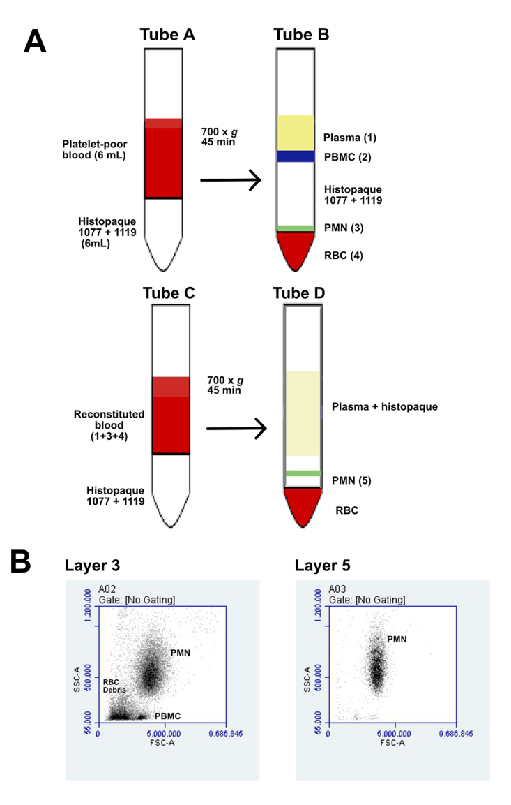 Neutrophils activated by BJcuL, a C-type lectin isolated from <i>Bothrops jararacussu</i> venom, decrease the invasion potential of neuroblastoma SK-N-SH cells <i>in vitro</i>.