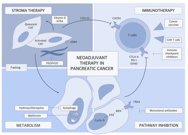 Future directions of neoadjuvant therapy in pancreatic cancer.