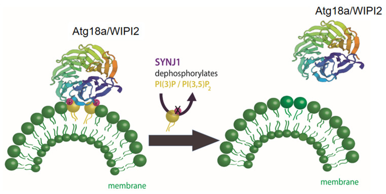 The role of lipids in autophagy and its implication in neurodegeneration.