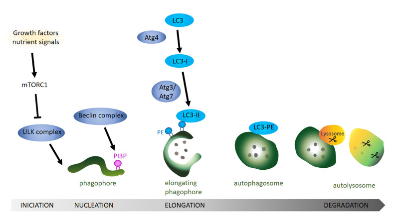 The role of lipids in autophagy and its implication in neurodegeneration.