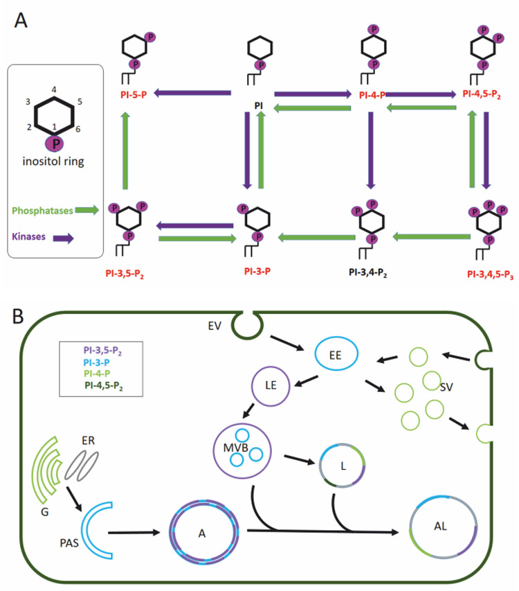 The role of lipids in autophagy and its implication in neurodegeneration.