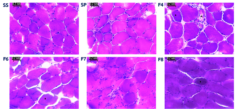 Mitochondrial activity disruption and local muscle damage induced in mice by <i>Scolopendra polymorpha</i> venom.