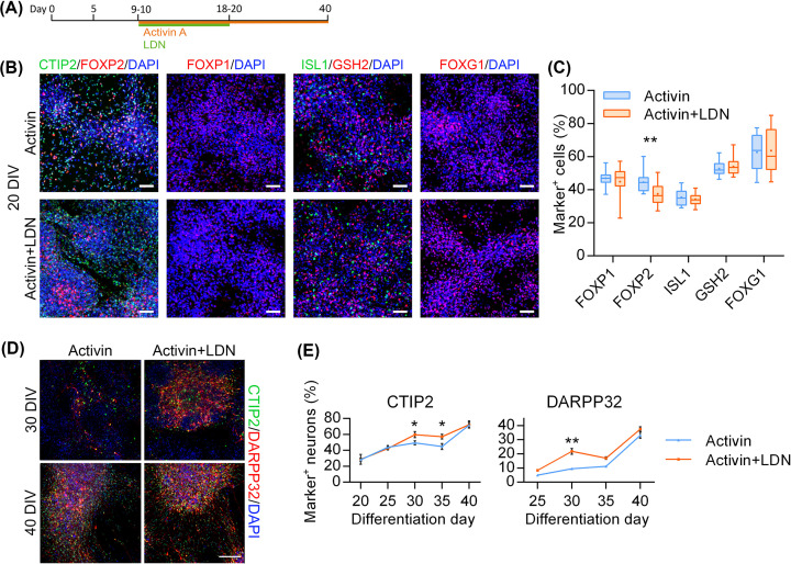 A role for TGFβ signalling in medium spiny neuron differentiation of human pluripotent stem cells.