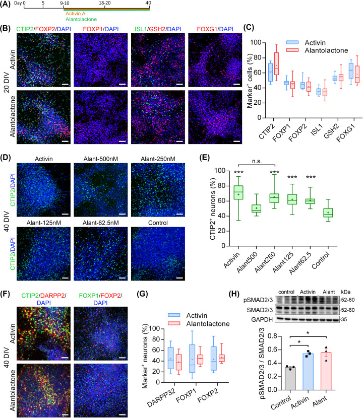 A role for TGFβ signalling in medium spiny neuron differentiation of human pluripotent stem cells.