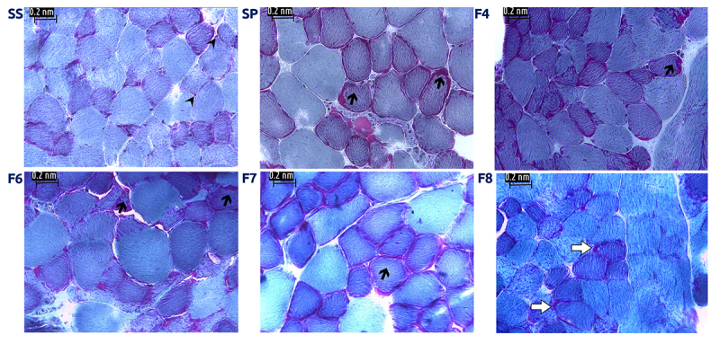 Mitochondrial activity disruption and local muscle damage induced in mice by <i>Scolopendra polymorpha</i> venom.