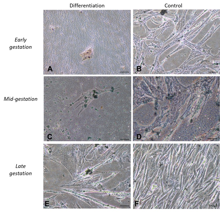 Characterization and Immunomodulation of Canine Amniotic Membrane Stem Cells.