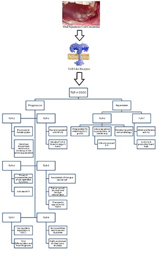 Role of Toll like receptor in progression and suppression of oral squamous cell carcinoma.