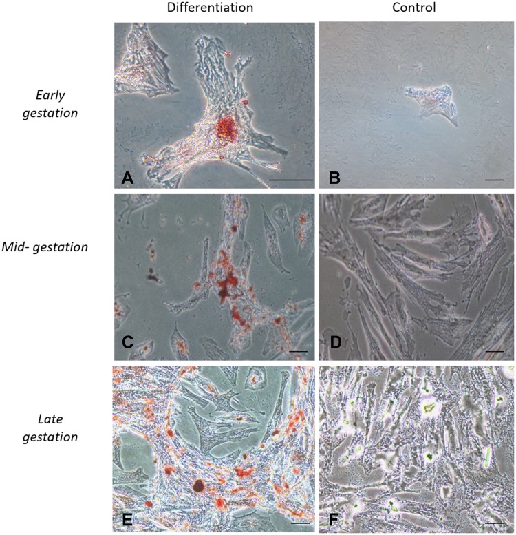 Characterization and Immunomodulation of Canine Amniotic Membrane Stem Cells.