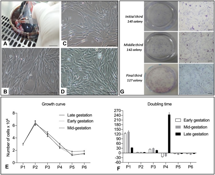 Characterization and Immunomodulation of Canine Amniotic Membrane Stem Cells.