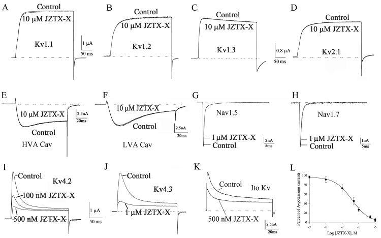 Jingzhaotoxin-X, a gating modifier of Kv4.2 and Kv4.3 potassium channels purified from the venom of the Chinese tarantula <i>Chilobrachys jingzhao</i>.