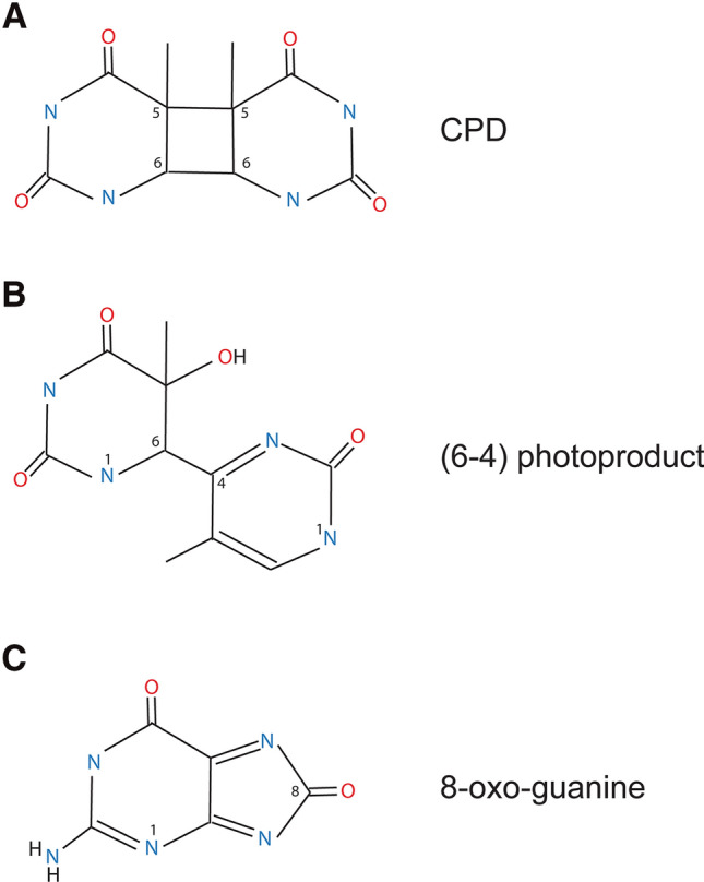 Mechanisms of UV-induced mutations and skin cancer.