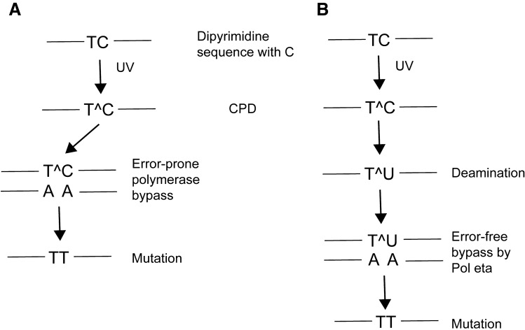 Mechanisms of UV-induced mutations and skin cancer.