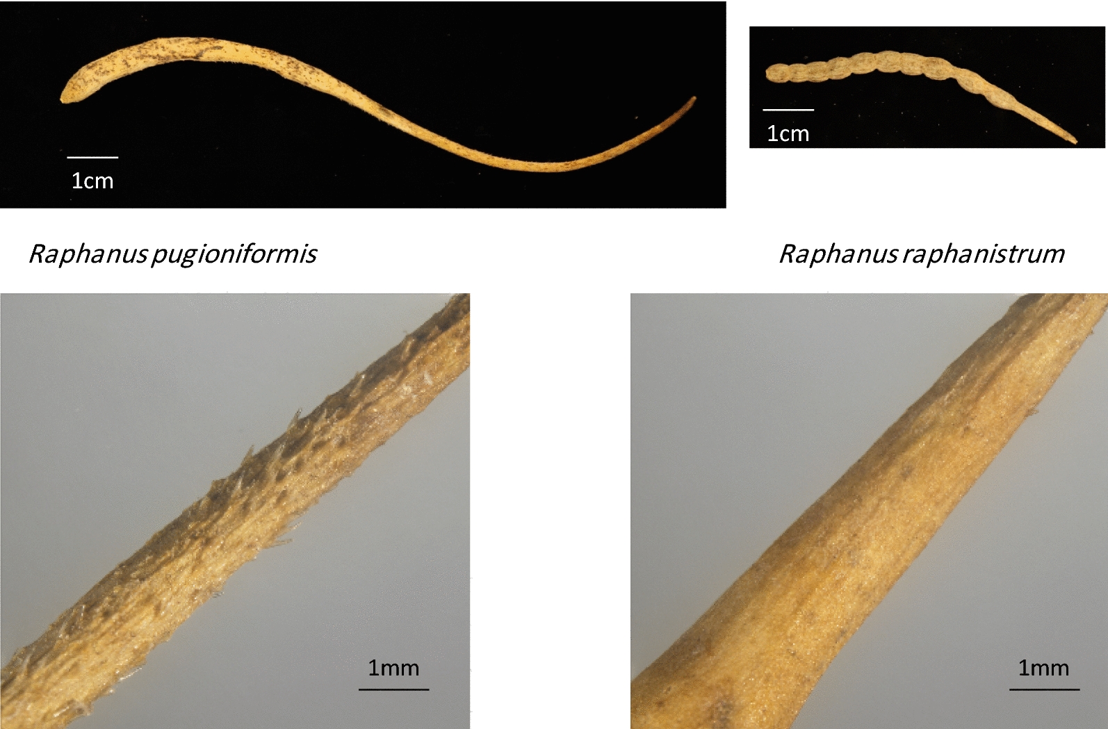 Seed dispersal of wild radishes and its association with within-population spatial distribution.